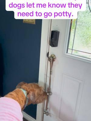 This is how mybdogs let me know they need to go potty. #rgv #956 #mcallen #pharr #edinburg #dog #DogTraining #dogtok #airedale #terrier #doglover #dogsofttiktok #dogtok #doglife 