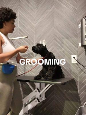 Properly desensitizing a puppy to the grooming process is ESSENTIAL. I learned this the hard way with my corgi. He’s fine being washed but when it comes to the high power blow dryer it’s hard no😂 @Wahl Pets #puppygrooming #puppytraining #dogmom #giantschnauzer 