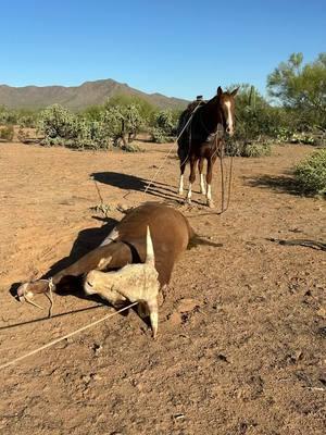 #tophandropes #bulls #comeherebull #marepower #arizona #ranchhand 