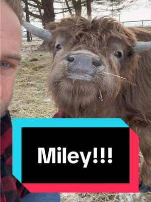 Miley visits Adam AND a snoot boop!   #fluffyfeatherfarm #miley #snootboop #boopthesnoot #nose #fluffycow #fluffy #minicow #minihighland #scottishhighland #scottishhighlandcow #scratches  Website: https://fluffyfeatherfarm.com Merchandise: https://fluffyfeatherfarm.square.site