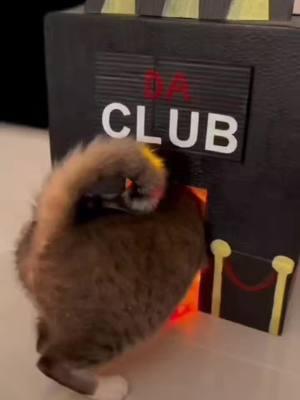 Cat Club #catfunny #catparty #catdance #catsoftiktok #catclub 