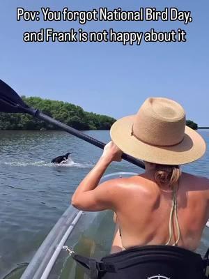 If only he could figure out that the clear kayak was the thing keeping him from throwing hands (or wings?) 🤣 As you may have seen on yesterday’s IG story, National Bird Day is 1/5! We’re celebrating by highlighting some of our favorite birds in Shell Key on our Insta story today 🪽 Have you ever been able to watch a cormorant swim underneath your kayak? You can do that and more on a clear kayak tour with us! 🚣🏻‍♂️🐦 Cormorants are diving birds frequently spotted here in Shell Key! They like to follow our tour groups around looking for fish we stir up as we paddle over seagrass beds 🐟🐠 📍Shell Key Preserve Clear Kayak Tours WILD FLORIDA is calling, and closer than you think!  Clear kayak tours everyday through Shell Key Preserve 🐚🏝️ 🔔 @getupandgotampabay  #explore #exploremore #guidedtour #ecoadventure #clearkayak #paddlelife #doublecrestedcormorant #cormorant #birdsofinstagram #funnybirds #tampabay #thingstodotampabay #visitstpeteclearwater #stpetebeach #nationalbirdday #nationalbirdday2025