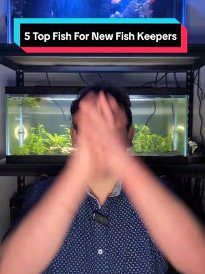 5 Top Fish For Beginner Aquarium Keepers #thompsonaquatics #NewFishKeeper #Easyfish #aquariumfish #aquarium 