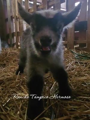 Bienvenido al mundo bebe 🐐#ranchotampicohermosomadisonga #ranchoelzacatecanomadisonga #ranchoviral #animales #fypシ #foryou #minigoat #minichivos 