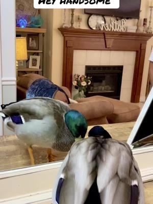 Hey Buddy! #handsome #PetsOfTikTok #petduck #duck #mallards #cuteanimals #funnyvideo #fy #utah 