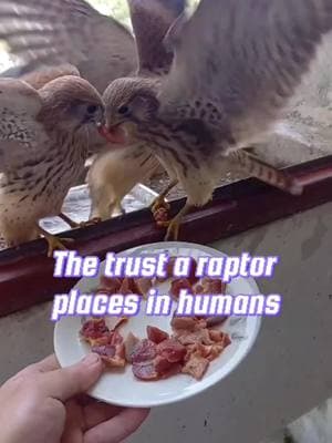 The trust of a kestrel in humans #fyp #kestrel #animals #healing #friendship 