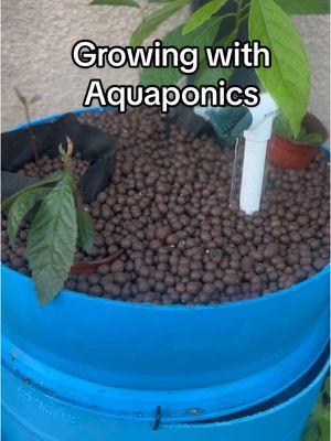 #fyp #growingwithkendra #aquaponics #aquaponicssystems #growfood 