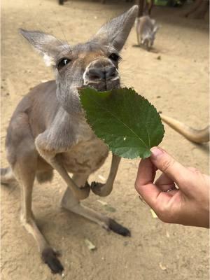 In case you are only ready for a little nibble of Monday, we’ve got you covered. 🦘  #kangaroo #mondaymob #zoofun #monday #westvalleyaz 