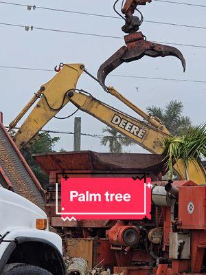 Ever see a palm tree explode? #florida #palmtree #floridaman 