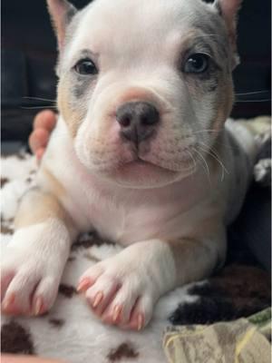 Meet Odin the newest member of our family #pocketbully #bulldog #6weeks #bulldog 