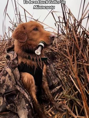 50% of your time spent chasing birds and the other 50% napping on the couch.  Follow us on IG (just in case!) #NovaScotiaDuckTollingRetriever #tollers #toller #duckhunting #duckdog #duck #duckcall 