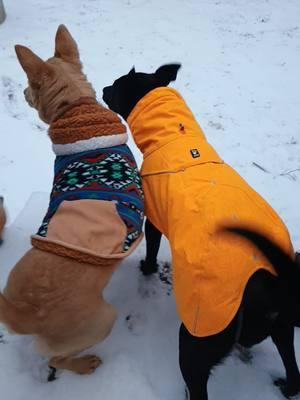 #snowday #snow #dog #dogsoftiktok #jacket #dressup #dogsinclothes 