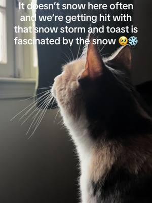 Shes so cute #snowstorm #eastcoastsnow #virginia #cats #catsoftiktok #cutecat 