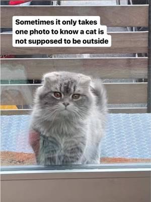 It’s not every day you see a Scottish Fold outdoors, knocking on windows to be let back inside.  This Fancy Boi appeared out of nowhere at the end of last week, knocking on the back door of one of our favorite colony feeders. This is a colony that @Carroll.Street.Cat.Club has helped manage for years and she and the feeders know all the local felines who frequent the area.  We instantly jumped into action, imagining that one of our poor neighbors was suddenly missing their beloved pet and must be frantically looking for him. In less than 30 minutes, he was safely in our care.  Rescuers are only human, so we too are suckers for the big eyes, button nose, foldy ears, and floofy tail of our newest friend. But seeing Fancy Cats like this can be a bit of a bummer. When we posted our friends photos on neighborhood forums, asking if anyone was missing their pet, we instantly got multiple, multiple offers from people offering to foster or adopt him. That support is greatly appreciated, of course, but rarely do we get such outpouring for our short-haired tabbies or tuxedos. Currently, there are MULTIPLE cats in our care that need new foster placements and we are struggling to find people willing to open their homes to them.  This Fancy Fellow will get the same treatment all our friendly, seemingly lost cats get. We are posting FOUND flyers, we are reaching out to neighbors, and we are scanning him for a microchip. We hope his humans are out there and looking for him, but for now, he is safe inside with us . His soft, fancy paws shall not feel another single snowflake this winter. #adoptdontshop #rescuedismyfavoritebreed 