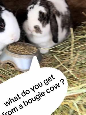 🐄✨ Here’s your daily dose of laughter! 😂🎉  What do you get from a bougie cow?   Spoiled milk! 🥛💁‍♀️  And don’t forget to visit us soon! We reopen in March! 🗓️🎈 Book your birthday parties, summer camp, and Easter events with us! Let’s make some unforgettable memories together! 🌟❤️www.partyatthebarn.farm  #FunnyFriday #BougieCow #SpoiledMilk #BookNow #SeeYouSoon #partyatthebarnaurora #partyatthebarn