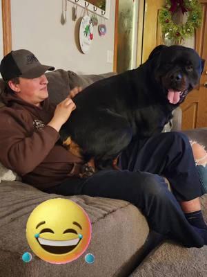 Mavryck making our guests feel welcome in our home 🤭🤣 And by the look on his face, he's quite proud of himself! Ty for the visit Ali & Ramsden 😊🐾 #fy #fyp #foryourpage #fypage #fypviral #rotties #rottweilersoftiktok  #dogsoftiktok  #doglife #rottweiler #PetsOfTikTok 