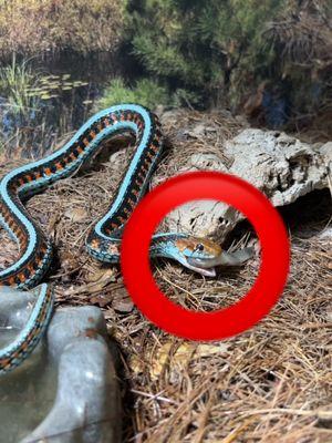 Reptiles that can Fish?! 🤯 #fyp #satisfying #nature #animals #gardenstatetortoise #otistheturtle #cutenessoverload #wildlifeplanet #gartersnake #snake 