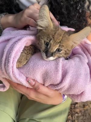 🥹🥹🥹💖#foryou #thingstodoinmiami #zwfmiami #meettheanimals #zoologicalwildlifefoundation #thecutest 