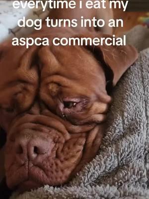 those sad eyes #doguedebordeaux #frenchmastiff #lori #loridarlin #onthisday #aspca #everytime #spoileddog 