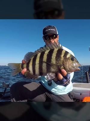 The Sheepshead bite is heating up...but do you know where to find them? 👀Look for older structures like bridges, railroad trestles, old docks, and other hard structure that will have more barnacle growth and debris to attract sheepshead.  #sheepshead #sheepsheadfishing #saltwaterfishing #inshorefishing #fishingcommunity #fishingtips #fishingspots #saltstrong #winterfishing #winterfishingtips 