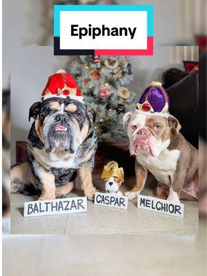 Happy Epiphany 👑 . #dogvideos #doghumor #englishbulldogoftiktok #trendingdog #kingkai #viraldogs #epihany #threewisemen #losreyesmagos 