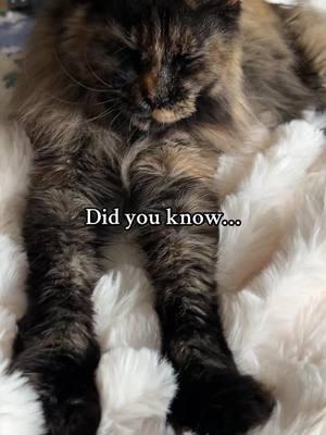 Did you know this about cat biscuits ☺️ #cat #catsoftiktok #cattok #catbiscuits #catmakingbiscuits #catfacts #catkneading #mainecooncat #cutecat #kittensoftiktok #fyp 