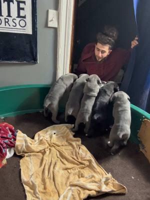 Hungry little hippos ❤️ #upstatecanecorso #canecorso #stilborn #puppy #cute #breakfast #bond #cute #puppytiktok 