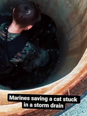 Saving private kitten  #fyp #military #militarylife #militarytiktok #army #armylife #armybts #armystrong #armylover #armys #funnyvideo #funnymoments #funnytiktok #funnyy #us #usa_tiktok #usa🇺🇸 #usatiktok #viralvideo #viraltiktok #viral_video #viralvideos #trend #trending #trendingvideo 