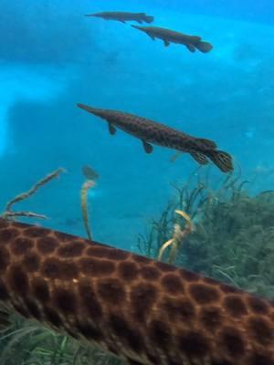 Oh my GARsh...😬😅 There's so many! 😍 Imagine living their life for a minute...🥰 . . . . . . . . . . #gar#garfish#fish #paddleboarding #sup #paradise #springs #gulf #naples #floridasprings #gulfcoast #Outdoors #nature #wildlife #floridaexplored #florida #thesunshinestate #Fitness #getoutside #lovefl #ocala #floridawildlife #manatees #monkeys #alligator #animalencounters 