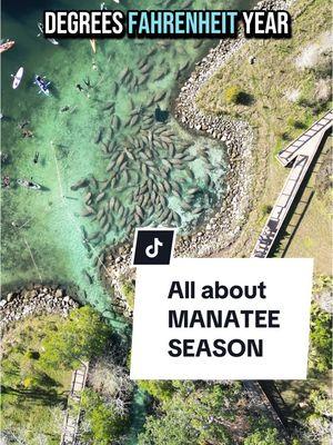 Everything to know about Manatee Season 🤿🥔🩵💦  #manateeseason #manatee #bucketlisttravel #wildlife #conservation #oceananimals #scubadivingwithkenny 