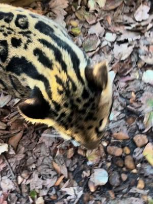 Typical morning conversations #xtremeexoticswildlifefoundation #zookeeper #animalhumanbond #zoolife #conservation #sweetpeasumiandmaverick #sweetpeaandsumi #cuteanimals #zootok #fyppppppppppppppppppppppp #ProtectWildlife #xtremeexotics #cloudedleopard #zookeeperlife #skylerthecloudie #enrichment 