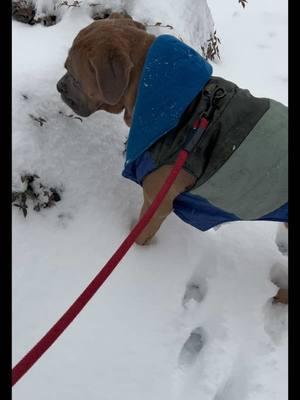 #fyp #hannibal #sacompany #snow#virginia #PetsOfTikTok #canecorsoboxer #spoileddog #mastiffsoftiktok #dogsoftiktok #chewy #lovemydog #petsmart #chewy 