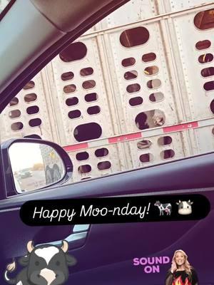 hope this Monday is decent for you all! 💕🐮 #moo #cow #cowboy #lovecows #fyp #mondaymotivation #monday 