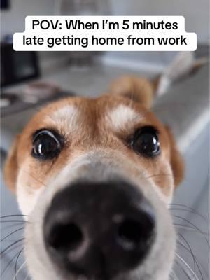 Me: Walks in the door  Her/he: “Who is she or is it a him ?”   . @. #foru #foryou #PetsOfTikTok #trendingsong #trendingpets #dogs #cats #fyp #fypシ #POV #WifeLife #MarriageHumor #LateFromWork #WhoIsShe #FunnyRelationships #CoupleGoals #MarriedLife #RelationshipHumor #SniffTest #HomeLate #JealousyJokes #MarriageVibes #LoveAndLaughter #CoupleHumor #LifeTogether #MarriageRealTalk #HusbandAndWife #DailyLife #RelationshipGoals #CoupleComedy #MarriageMoments #FunnyMarriage #WifeLogic #MarriageHumorDaily #POVHumor #LateNightLaughs #MarriedHumor #HusbandLife #SniffingJokes #FunnyCoupleMoments #HomeLife #MarriageReality #WifeSenses #FunnyRelatable #WifeLove #CoupleLife #MarriageJokes #LoveAndMarriage #CoupleLaughs #HusbandHumor #RelationshipComedy #LateWorkJokes #WifeKnowsAll #CoupleHumorDaily #MarriageTalk #FunnyCouples #RealLifeHumor #DailyMarriage #SniffSniff #HomeSweetHome #FunnyWife #RelatableHumor #HusbandFails #POVComedy #WifeWisdom #HumorInMarriage #MarriageLaughs #EverydayLife #FunnyScenes #LateAgain #MarriageComedy #MarriageGiggles #WifeRadar #HusbandAndWifeLife #WifeSuspects #FunnyRealTalk #WifeAntics #HomeDynamics #LifeTogetherAlways #MarriageChronicles #WifeThoughts #FunnyPartners #CouplesRelatable #HumorOfLife #MarriedBliss #LoveWithHumor #Homecomings #WifeSenseOfSmell #MarriedAndLaughing #HomeDynamicsHumor #CouplesDaily #SniffingWife #FunnyRelationshipTalk #WifeComedy #WifeReactions #LateHomeJokes #RelationshipDynamics #MarriedLifeHumor #CoupleLoveAndLaughter #MarriagePOV #WifeHumor #funny #trending #lol #Love #life #pets #dogs #lol 