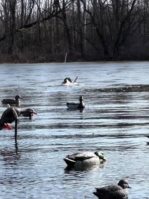 Just keeping it simple #fyp #fakeducks #decoys 