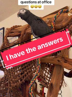 I have the answers… 😆 #leosworld #africangrey #funnypet #talkingparrot #seentoomuch #work 