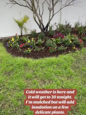 Cold weather is here for us and we’ll freeze tonight. It’s not cold to a lot of you but it’s kind f dangerous for us with our plumbing. Getting ready to add insulation to plants before work. Hugs! #garden #gardening #mulch #mulching #articblast #winter #neworleans #plants ##freezingweather #plantsoftiktok #insulation #plumbing #flowers 