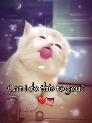 Can i do this to you? ❤️👅 #cat #catsoftiktok #sillycat #kitten #vyypilgrim72 #vro #fyp #trending #fyppppppppppppppppppppppp 