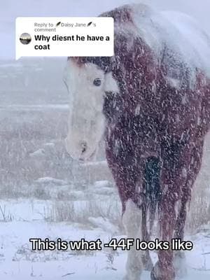 Replying to @🪶Daisy Jane🪶 simple answer….he doesn’t need one. This video is from 2023 when that horse was a weanling. I do in fact have blankets for them but only use them when actually needed. #horse #horses #horsetok #horsesoftiktok #noblankets #montana #406 #2023 