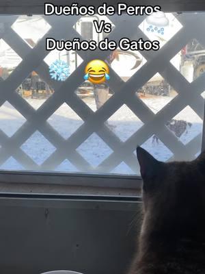 #perrosygatos #gatosvsperros #perrosvsgatos #gatosyperros😂😂 #graciosos #risa #mascotas #gatos #perros 