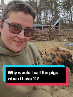 Why would I call the pigs when I have 11 of them? #EggsistentialFarm #EggsistentialFarmKunekune #kunekunepig #KunekunePigs #Comedy #Funny 