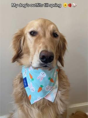 Get your whole spring dog bandana line-up now! #dogbandana #petbandana #springbandana #dogoutfit #cutedogsoftiktok #dogmom 