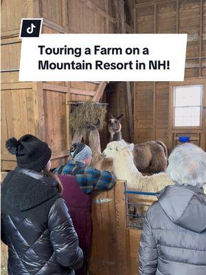 yes i talked in a high pitch voice to all the animals 🥺 there is SO MUCH to do on this property!!  📌Mountain View Grand Resort & Spa  #solotrip #resort #mountainresort #newhampshire #cuteanimals #farmanimals 