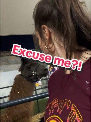 Ever been rejected by a llama? Me neither… #georgiastatefair #fair #pettingzoo #fyp #fypシ #foryoupage #queen #animalswithattitude #animalsoftiktok #llamas #knowyourworth #llamasoftiktok 