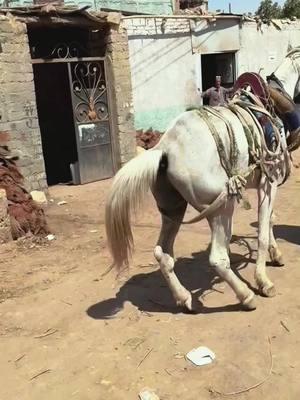 Satisfying… 🐴⚒️  #horse  #animalwelfare  #asmr  #farriersoftiktok  #horseshoe  #farrier  #satisfying  #hoof  #care 