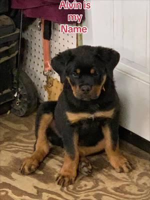 Alvin is 11 weeks old and looking for his new home. He comes with AKC reg paperwork and up to date shots. You can DM me if you’re interested in him.#mckoyrotties #newyork #newjersey #maryland #oklahoma #pennsylvania #virginia #tampabay #jacksonville #rott #rottweiler #rottweilersoftiktok #rottweilerpuppy #newontiktok #rottweilers #rottweilerlife #rottweilerfamily #rotwiller #rottweilrottweilerarmy #fortnovosel #fortnovoselalabama 