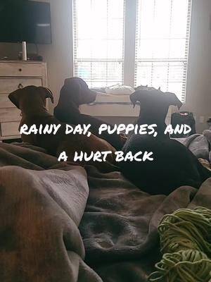 back has been on fire for 2 days. peanut, Sox, and sarge for moral support #puppies #dailytraining #fyp #puppiesoftiktok #goodboys 