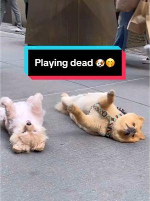 Just a typical morning in the city 🏙️ 🐶  🎥 : @Lord Leo the Lazy Pom  #cuddleclones #funny #meme #customstuffedanimal #dog #dogtok #animalsoftiktok #petlover #tiktokmademebuyit #stuffedanimals #cuteanimals #plushies 