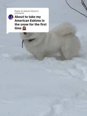 Replying to @Aeboni Ebron in his element 😂❄️ #fyp #MomsofTikTok #fypage #foryou #cute #fy #trending #dog #dogsoftiktok #dogs #americaneskimo #funny #animalsoftiktok #playing #mischief #snow #snowday #virginia #Love #dogsinsnow 