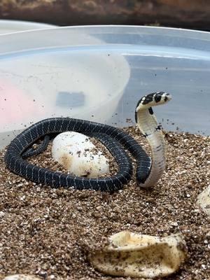 Herpetology Keeper Katie gives us a behind-the-scenes look at our baby King cobras and shares how they’re growing up slitheringly strong! 🐍✨ While these tiny kings aren't on exhibit yet, guests can visit the male King cobra in the ProMedica Museum of Natural History. Admission during Jan. is Mon. – Sun. from 10 a.m. – noon, Zoo closes at 2 p.m. Link in bio to plan your visit. #toledozoo #toledoohio #kingcobra #babykingcobra #snake #zooanimals #babyanimals #zooborns #zookeeper #zookeeperlife #zookeepersoftiktok #fyp